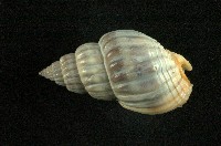 藏品(織紋螺)的圖片